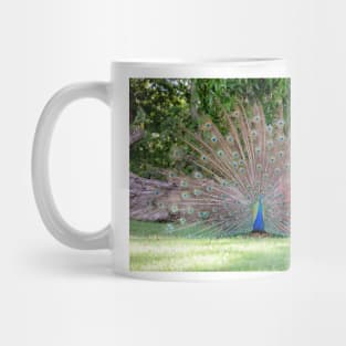 Peacock Fan Mug